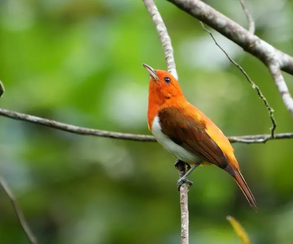 avistamientoaves-macizocolombiano-viajaporcolombia