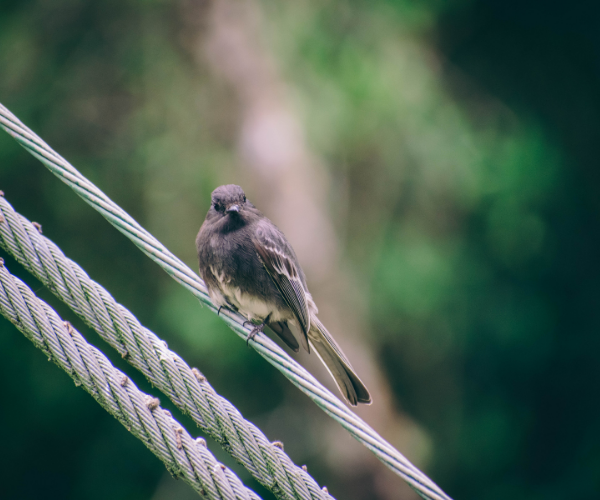 viajarporelmacizocolombiano-viajarporelhuila-avistamientodeaves