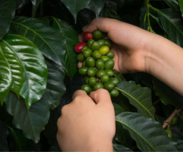 viajarporelmacizocolombiano-viajarporelhuila-cafecolombiano