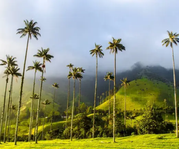 viajarporelmacizocolombiano-viajarporelhuila-cocora